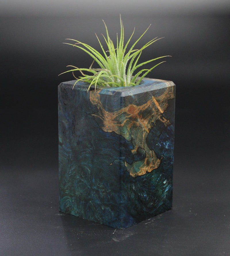 Wood Burl Wood+Resin Air Plant Holder - Hilary (Wood Burl, 701244)