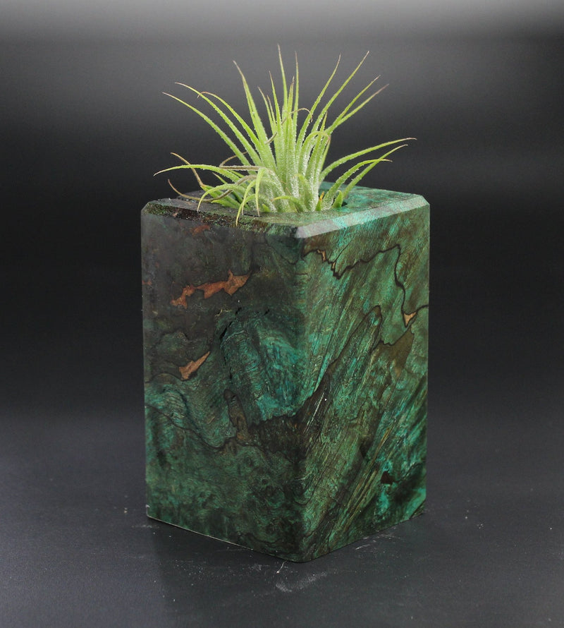 Wood Burl Wood+Resin Air Plant Holder - Riley (Wood Burl, 701245)