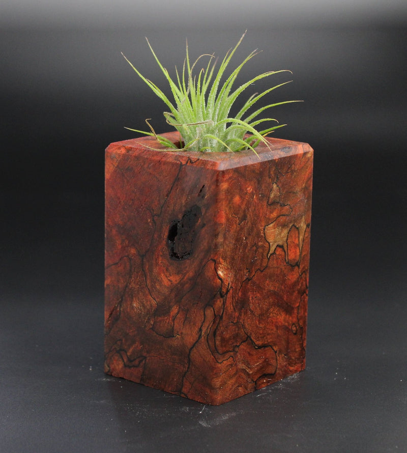 Wood Burl Wood+Resin Air Plant Holder - Sienna (Wood Burl, 701246)