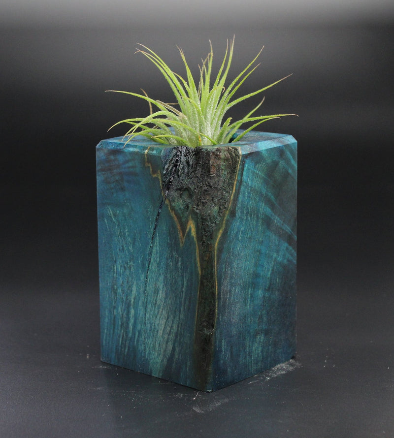 Wood Burl Wood+Resin Air Plant Holder - Jessie (Wood Burl, 701247)