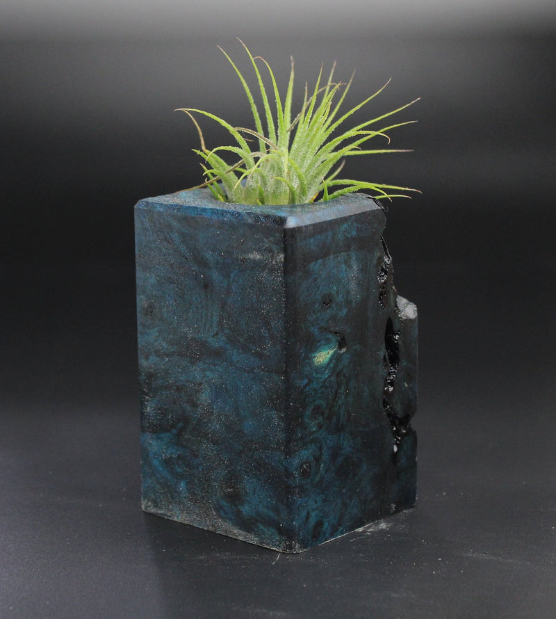 Wood Burl Wood+Resin Air Plant Holder - Valerie (Wood Burl, 701249)