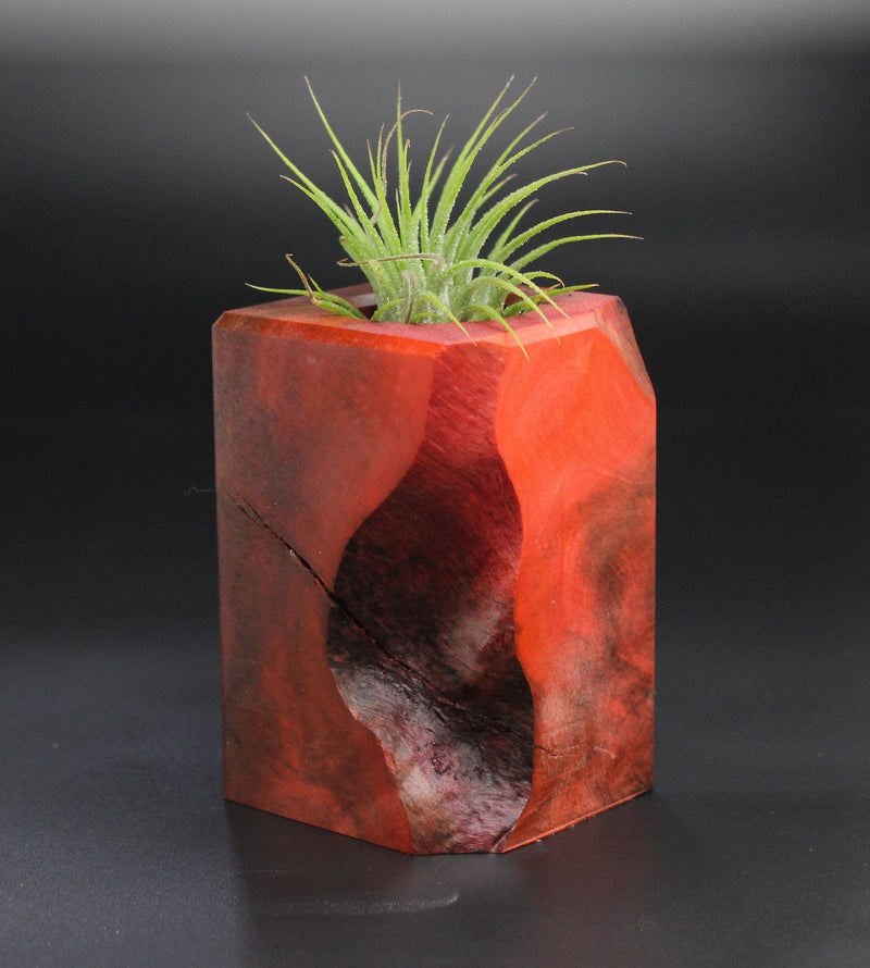 Wood Burl  Air Plant Holder - Kamryn (Wood Burl, 701251)
