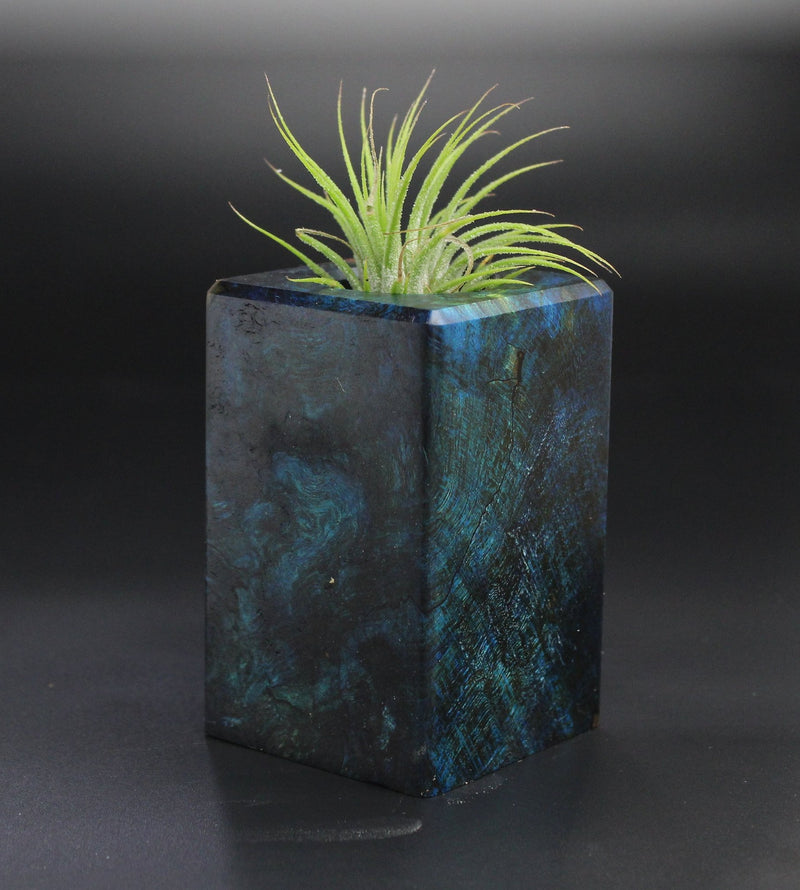 Wood Burl  Air Plant Holder - Finn (Wood Burl, 701252)