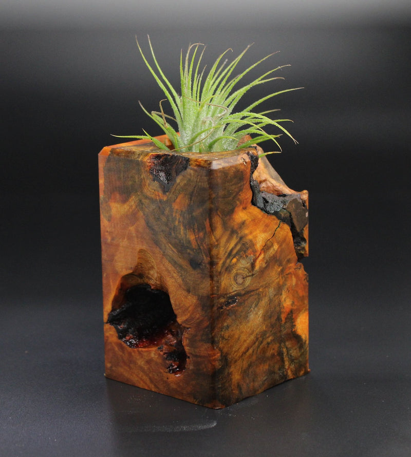 Wood Burl  Air Plant Holder - Harriet (Wood Burl, 701253)