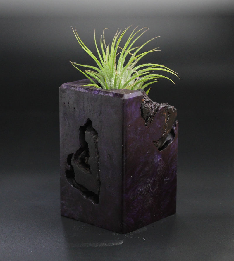 Wood Burl  Air Plant Holder - Lacy (Wood Burl, 701254)