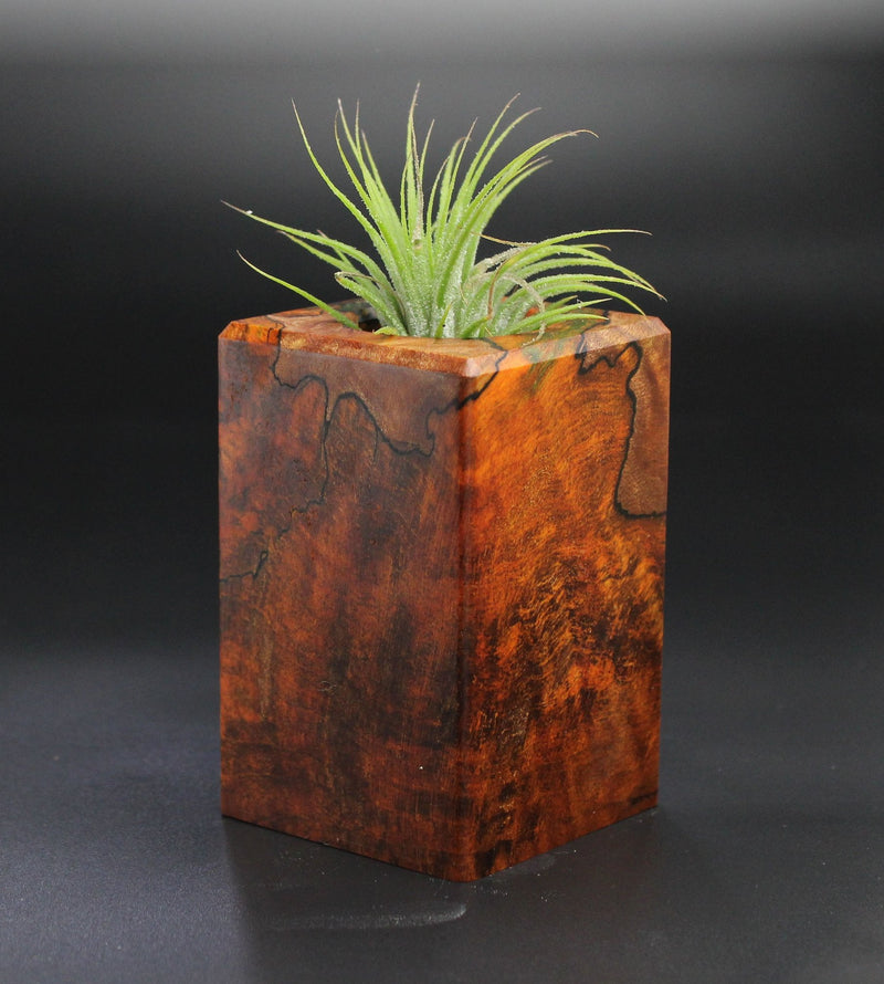 Wood Burl  Air Plant Holder - Maryann (Wood Burl, 701255)