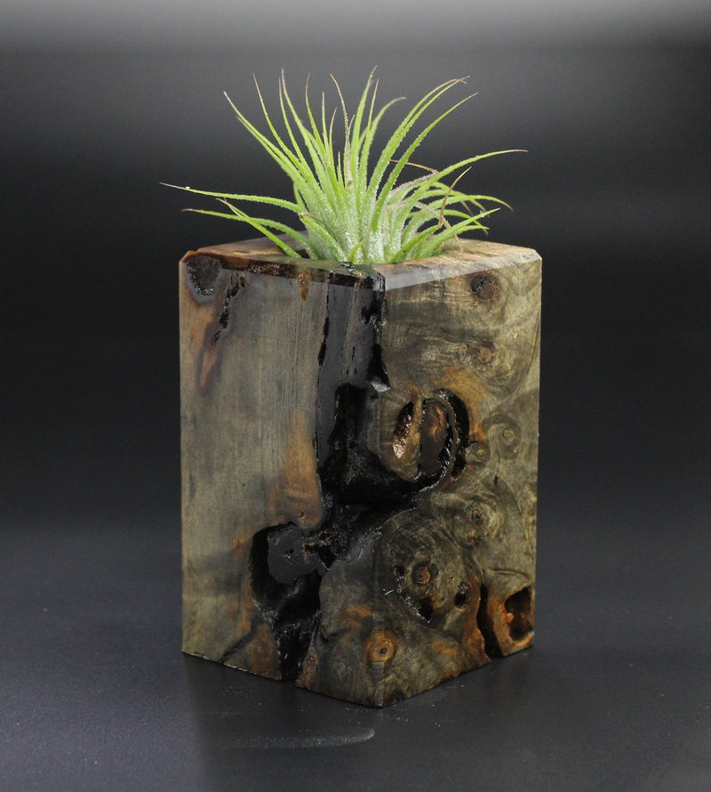 Wood Burl  Air Plant Holder - Jason (Wood Burl, 701256)