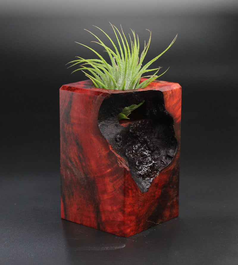 Wood Burl  Air Plant Holder - Julius (Wood Burl, 701257)