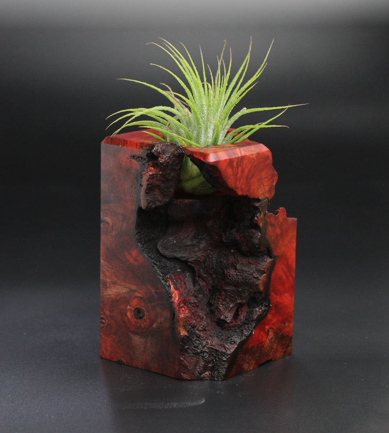 Wood Burl  Air Plant Holder - Mabel (Wood Burl, 701258)