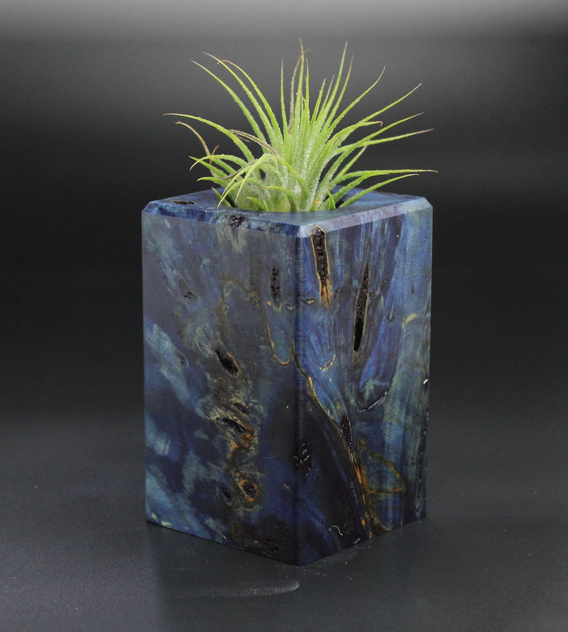 Wood Burl  Air Plant Holder - Demi (Wood Burl, 701259)