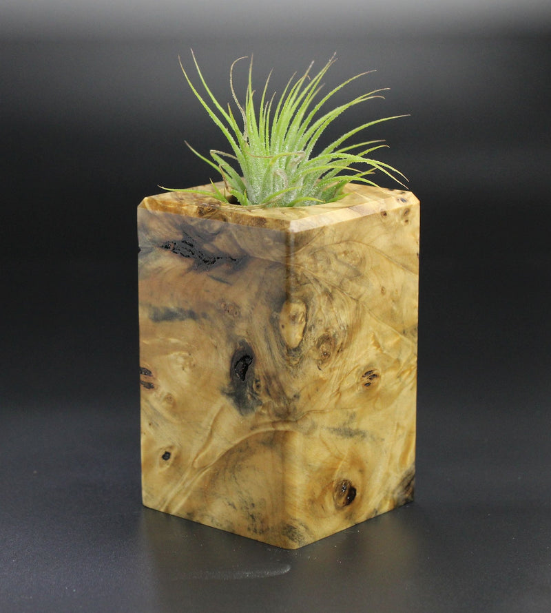 Wood Burl  Air Plant Holder - Peyton (Wood Burl, 701260)