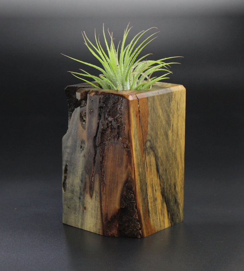 Wood Burl  Air Plant Holder - Amy (Wood Burl, 701262)