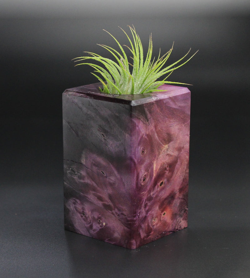 Wood Burl  Air Plant Holder - Janelle (Wood Burl, 701263)