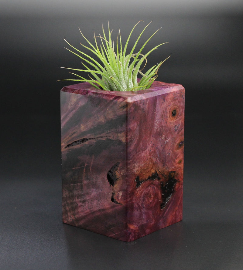 Wood Burl  Air Plant Holder - Reginald (Wood Burl, 701264)
