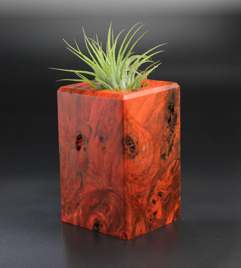 Wood Burl  Air Plant Holder - Florence (Wood Burl, 701265)