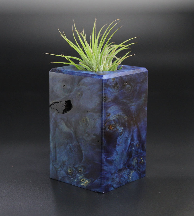Wood Burl  Air Plant Holder - Brandi (Wood Burl, 701266)
