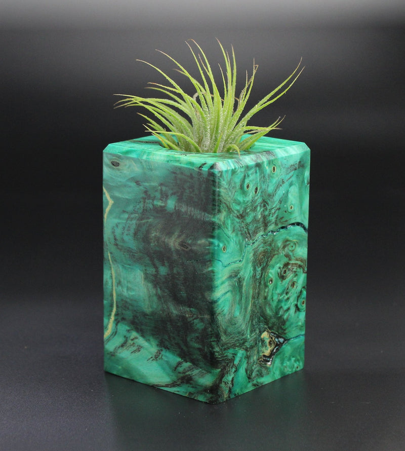 Wood Burl  Air Plant Holder - Renee (Wood Burl, 701267)