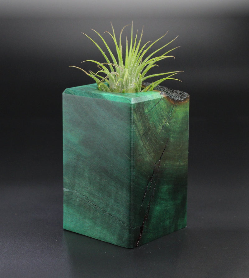 Wood Burl  Air Plant Holder - Mabel (Wood Burl, 701268)