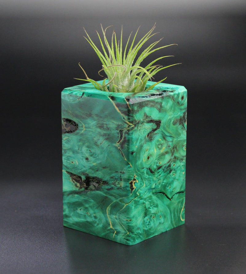 Wood Burl  Air Plant Holder - Caylee (Wood Burl, 701269)