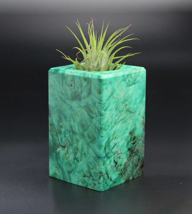 Wood Burl  Air Plant Holder - Phoebe (Wood Burl, 701270)