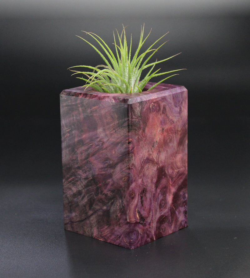 Wood Burl  Air Plant Holder - Kelsey (Wood Burl, 701271)