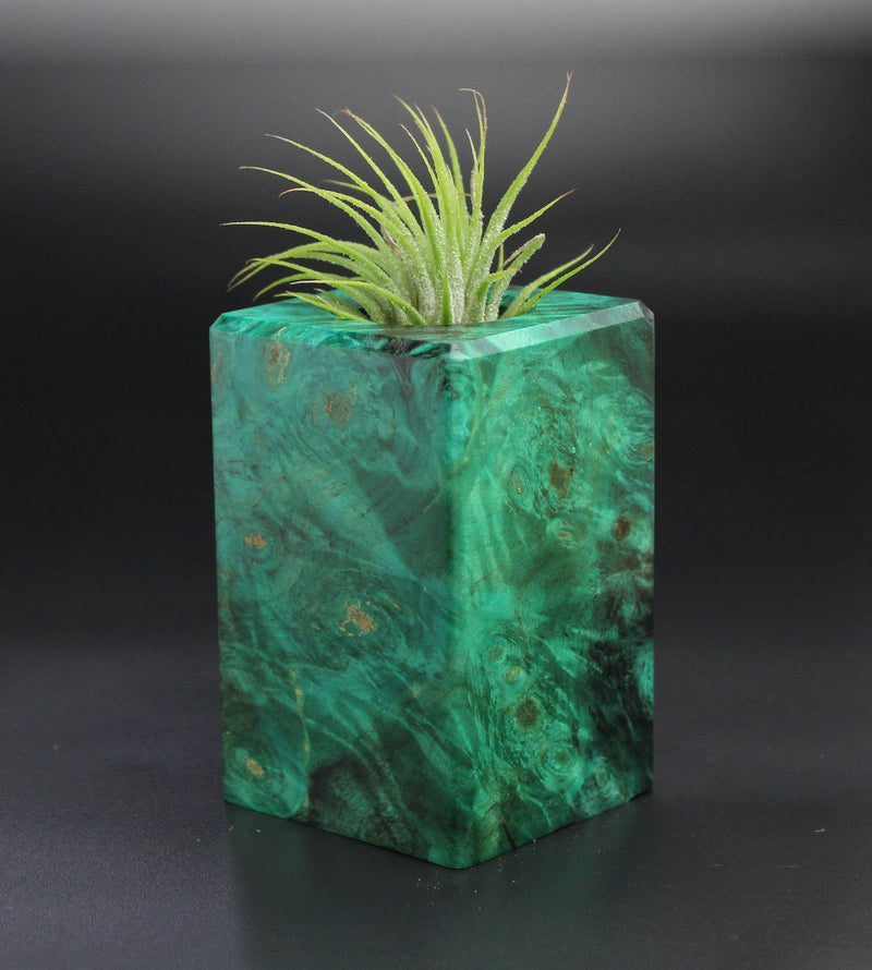Wood Burl  Air Plant Holder - Malik (Wood Burl, 701272)