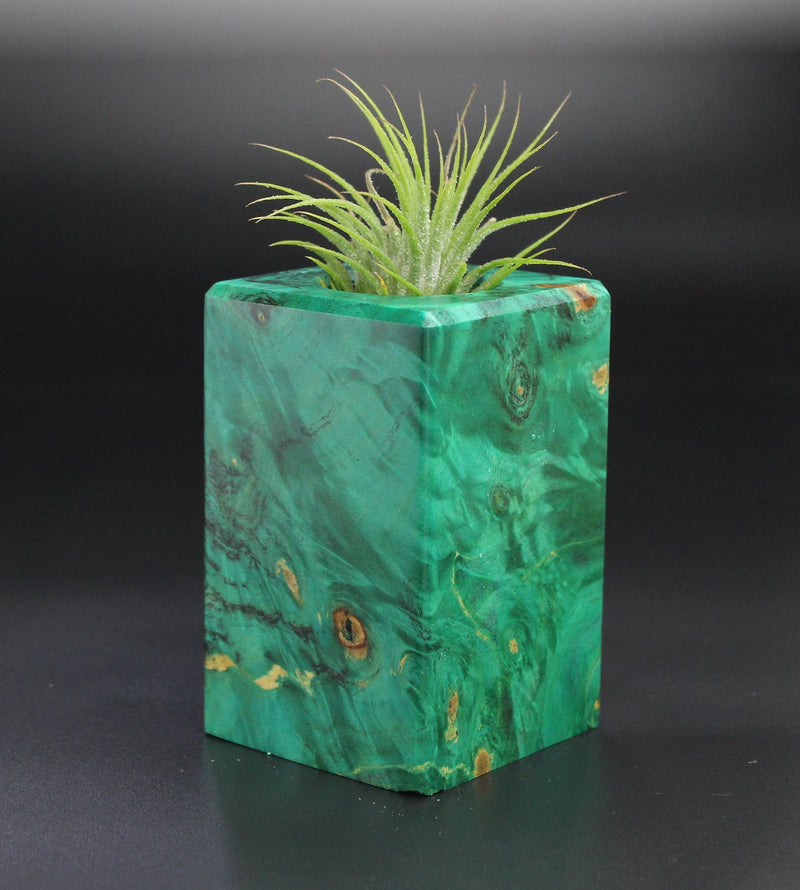 Wood Burl  Air Plant Holder - Estrella (Wood Burl, 701273)