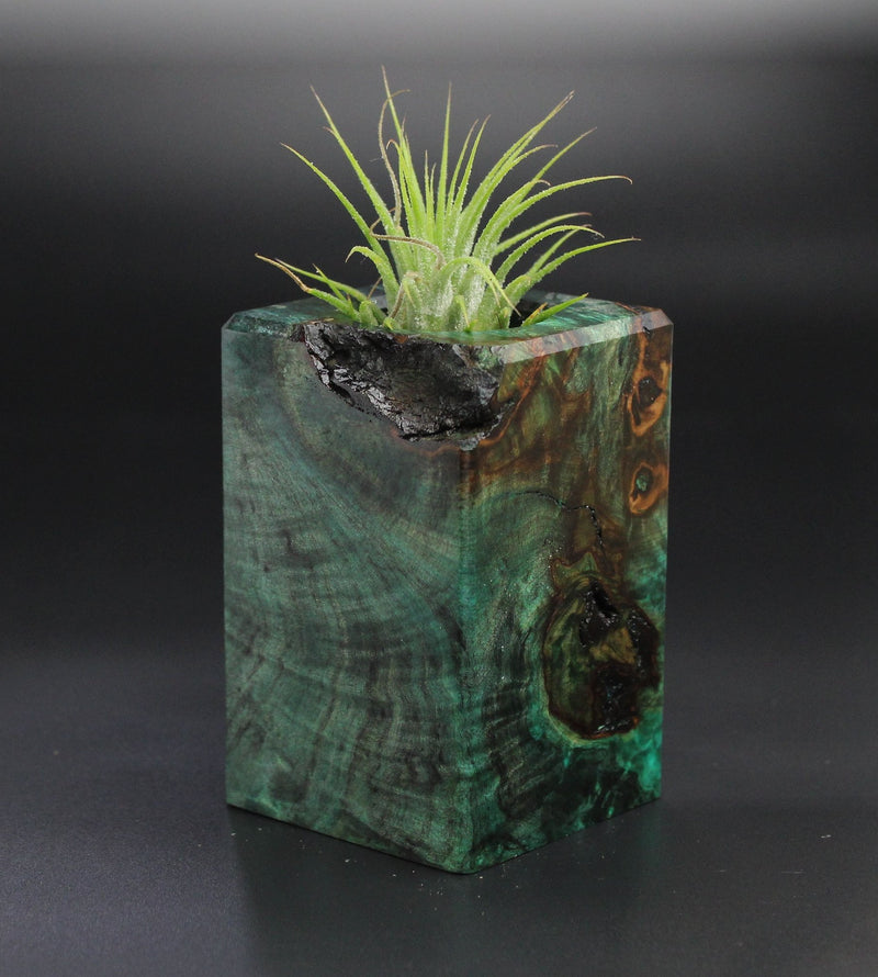 Wood Burl  Air Plant Holder - Flora (Wood Burl, 701274)