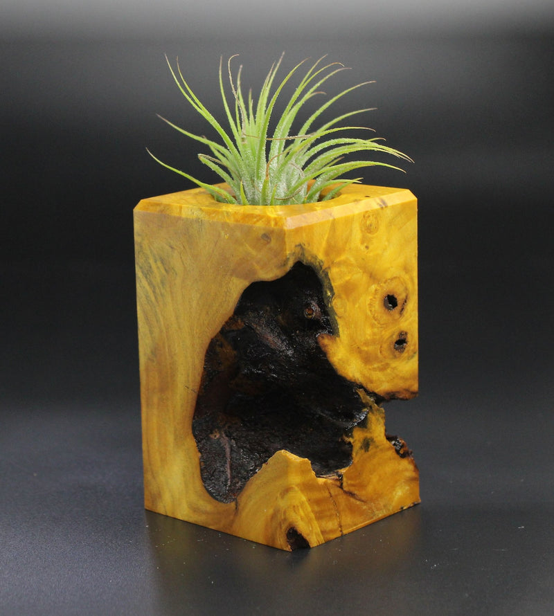 Wood Burl  Air Plant Holder - Damon (Wood Burl, 701276)
