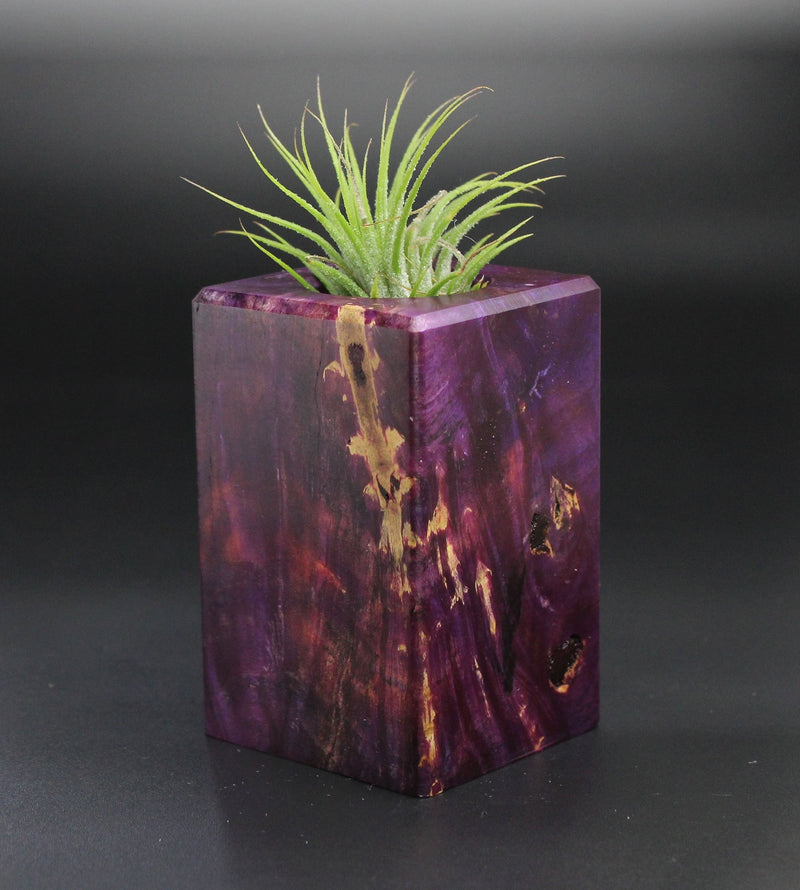 Wood Burl  Air Plant Holder - Kennedi (Wood Burl, 701277)