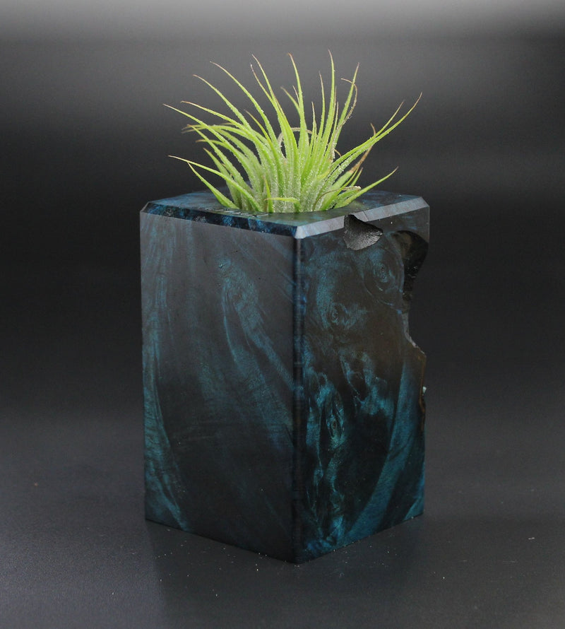 Wood Burl  Air Plant Holder - Jean (Wood Burl, 701278)