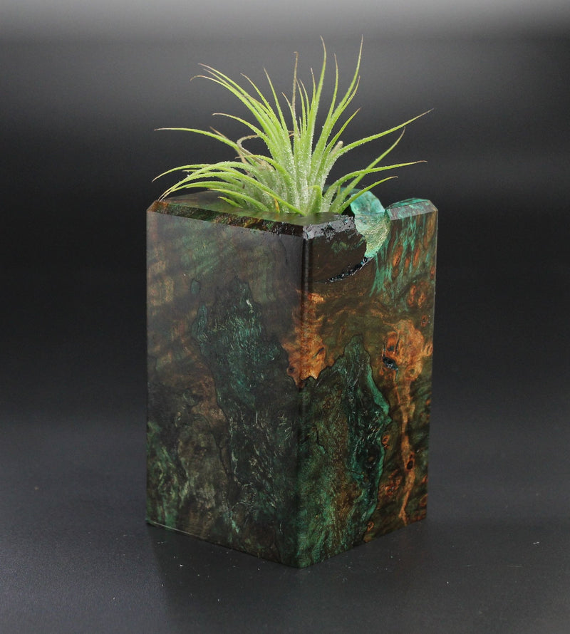 Wood Burl  Air Plant Holder - Catalina (Wood Burl, 701279)
