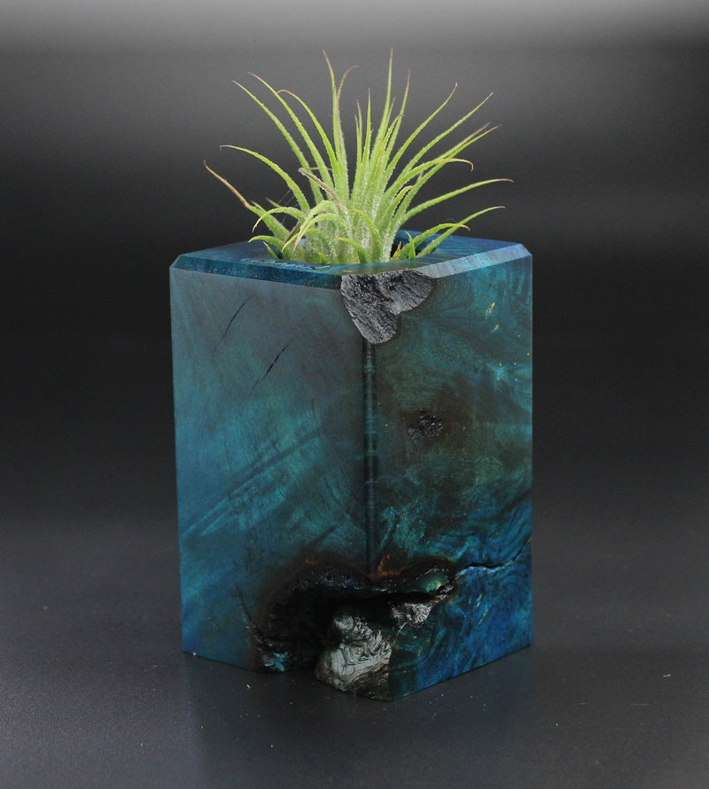 Wood Burl  Air Plant Holder - Hillary (Wood Burl, 701280)