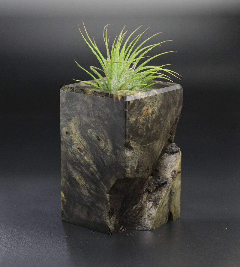 Wood Burl  Air Plant Holder - Hugh (Wood Burl, 701281)