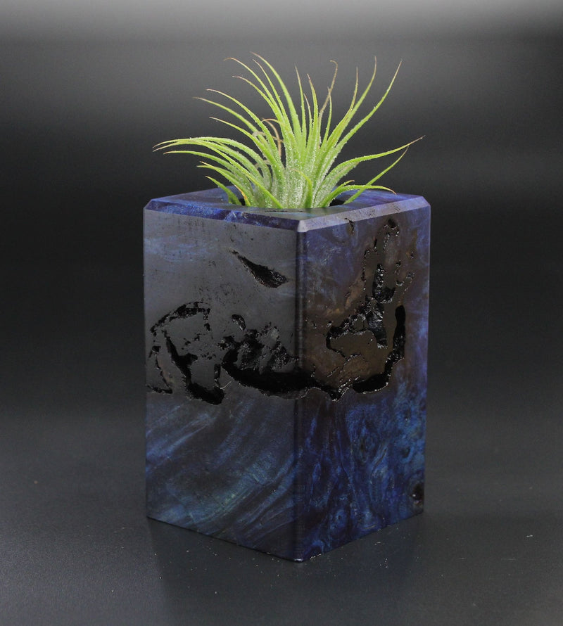 Wood Burl  Air Plant Holder - Joanne (Wood Burl, 701282)