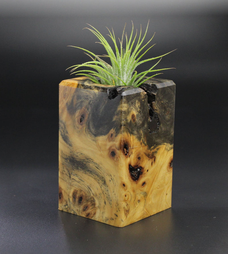 Wood Burl  Air Plant Holder - Sierra (Wood Burl, 701283)