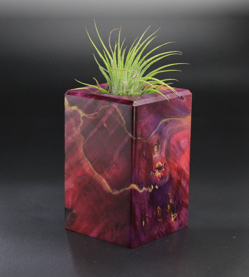 Wood Burl  Air Plant Holder - Remi (Wood Burl, 701284)