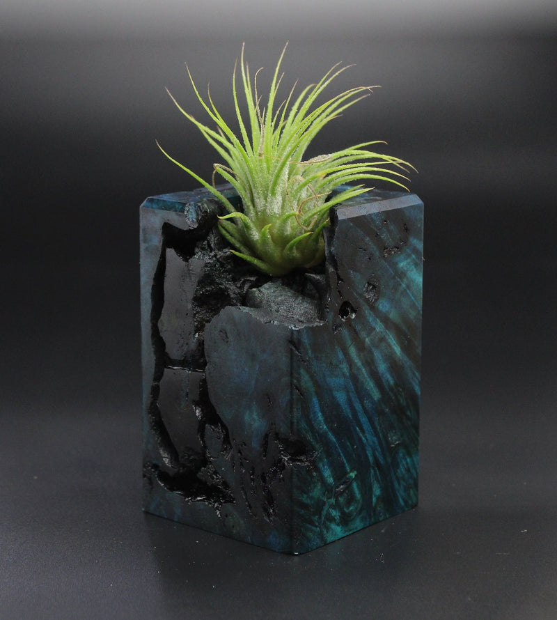 Wood Burl  Air Plant Holder - Gene (Wood Burl, 701285)