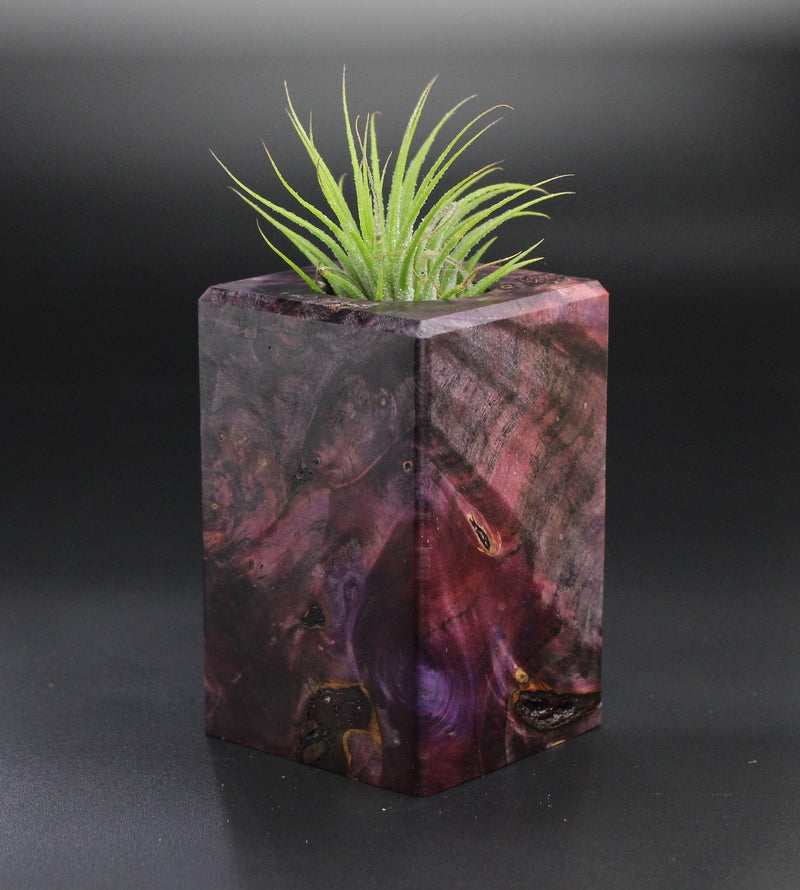 Wood Burl  Air Plant Holder - Jonas (Wood Burl, 701286)