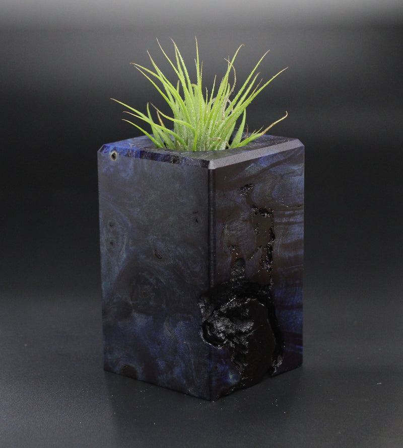 Wood Burl  Air Plant Holder - Kate (Wood Burl, 701287)