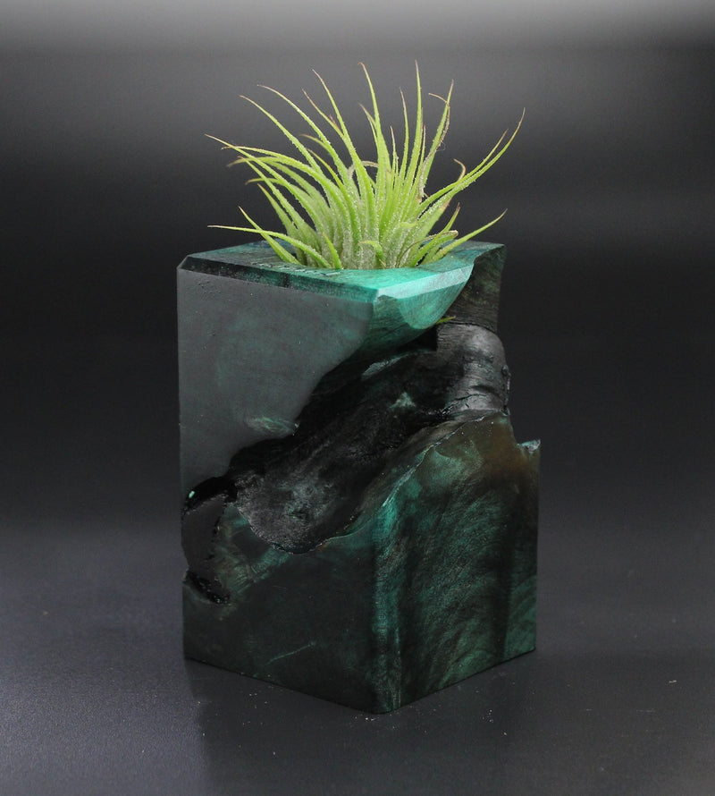 Wood Burl  Air Plant Holder - Ernestine (Wood Burl, 701288)