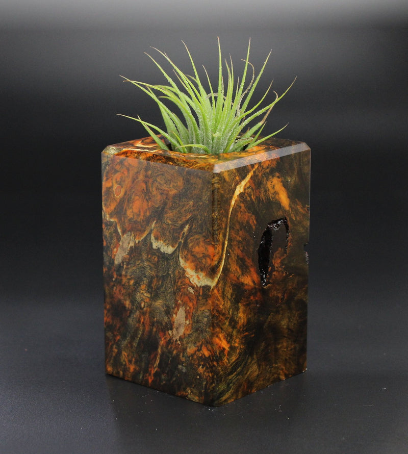 Wood Burl  Air Plant Holder - Bessie (Wood Burl, 701289)