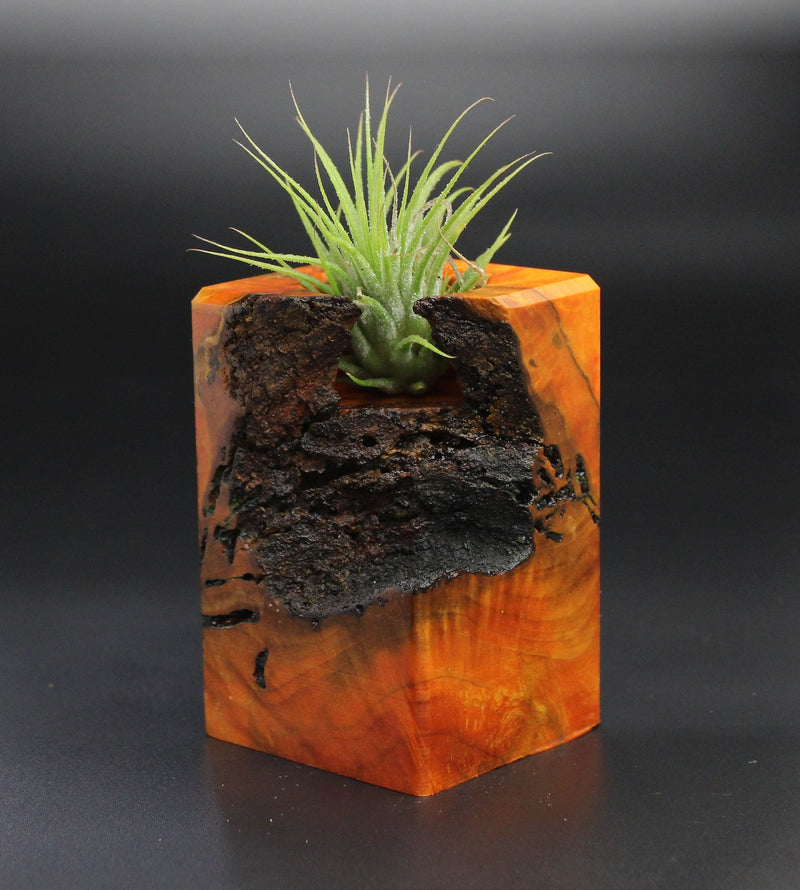 Wood Burl  Air Plant Holder - Darryl (Wood Burl, 701290)