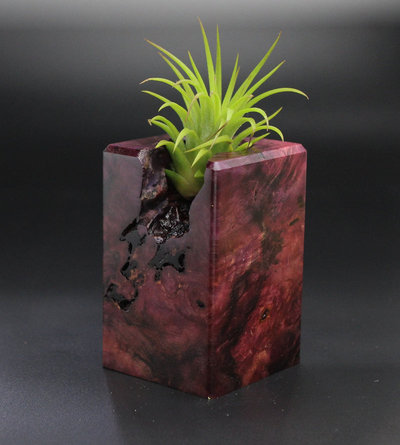 Wood Burl  Air Plant Holder - Lyric (Wood Burl, 701291)