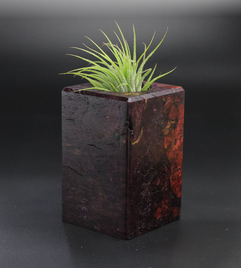 Wood Burl  Air Plant Holder - Herbert (Wood Burl, 701292)