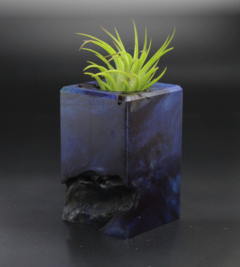 Wood Burl  Air Plant Holder - Mikayla (Wood Burl, 701293)
