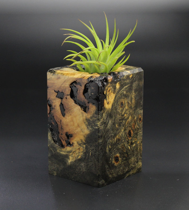 Wood Burl  Air Plant Holder - Muriel (Wood Burl, 701294)