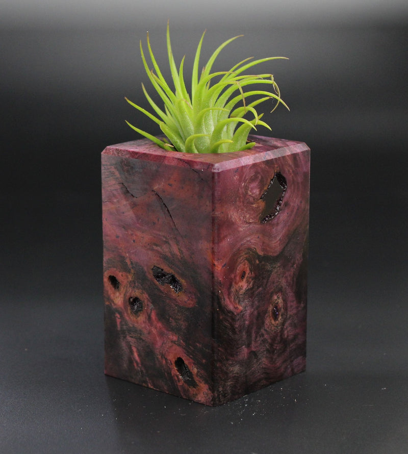 Wood Burl  Air Plant Holder - Cheri (Wood Burl, 701296)