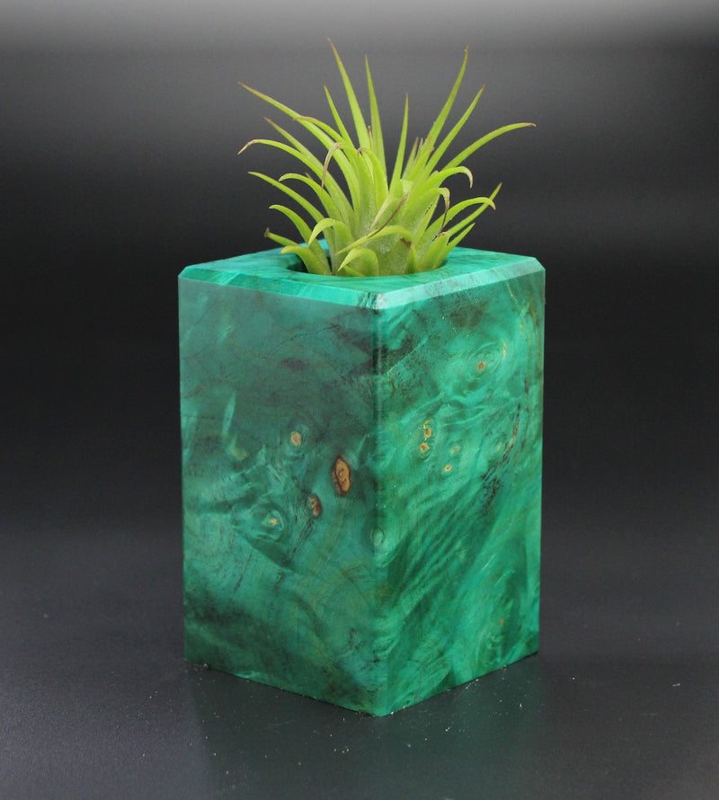Wood Burl  Air Plant Holder - Arnold (Wood Burl, 701297)