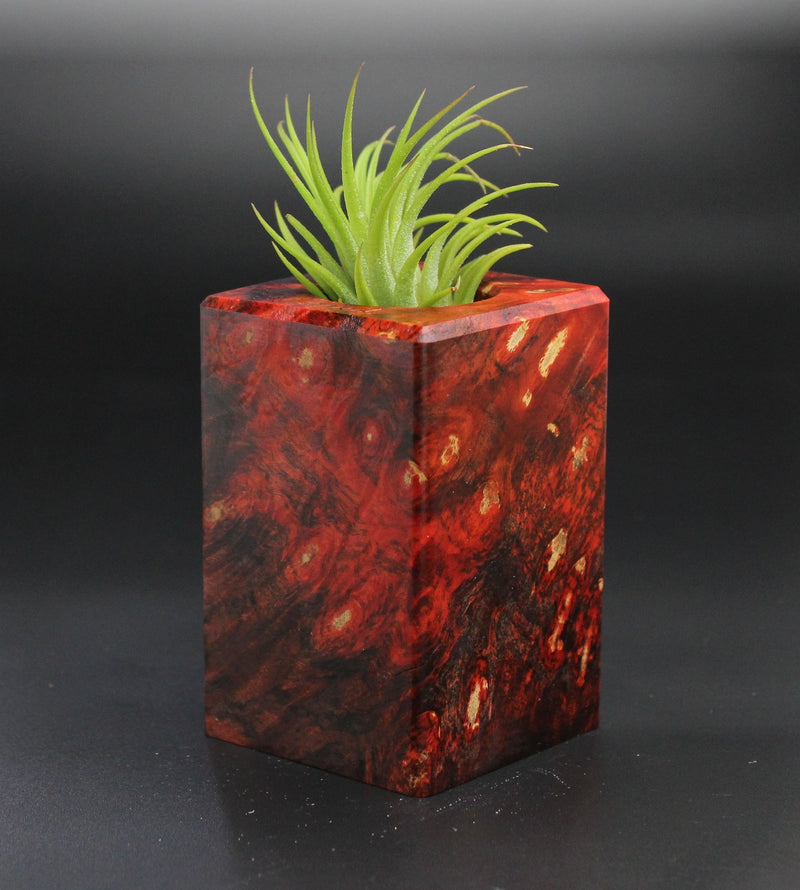 Wood Burl  Air Plant Holder - Malachi (Wood Burl, 701298)
